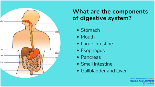 what are the components of digestive system 