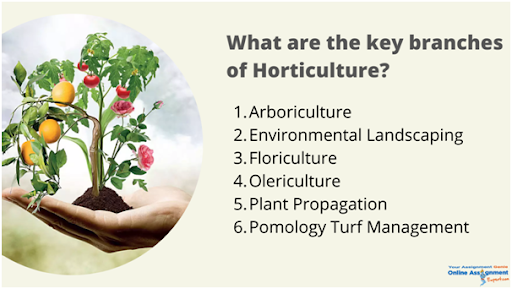 what-is-the-key-branches-of-horticulture